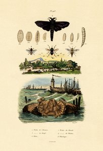 Tábano gigante oscuro de French School